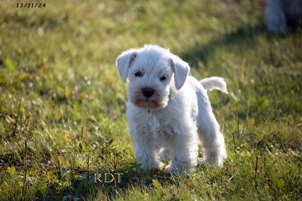 Du Royaume Des Titans - Chiot disponible  - Schnauzer miniature