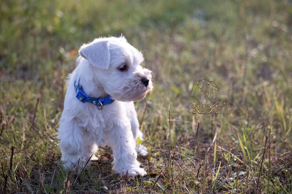 Du Royaume Des Titans - Chiot disponible  - Schnauzer miniature