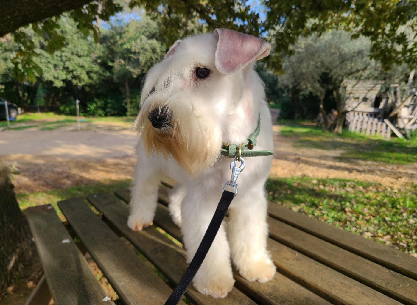 Aloha Du Royaume Des Titans