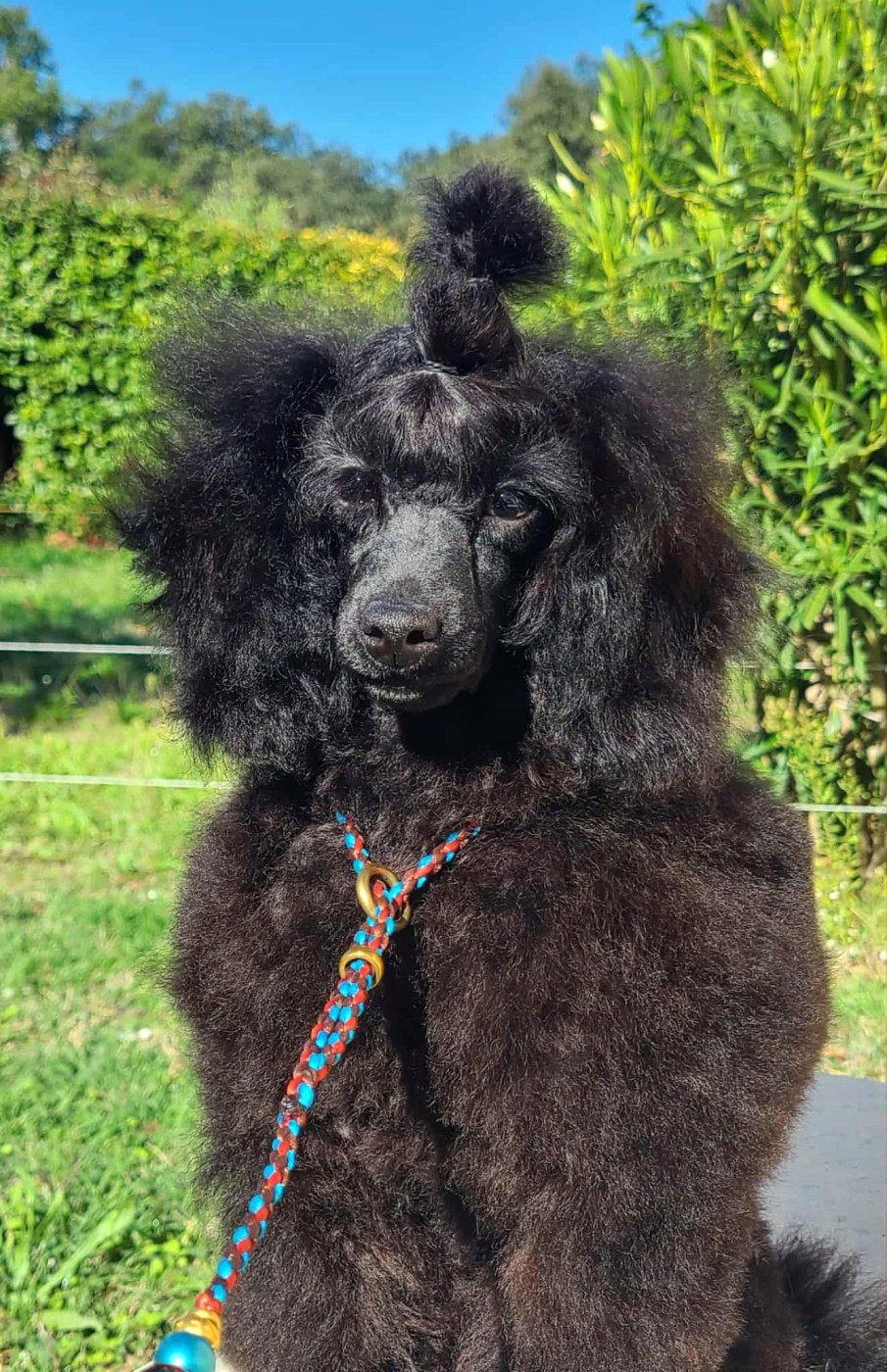 Angelo mister black des Nuits De Nacre