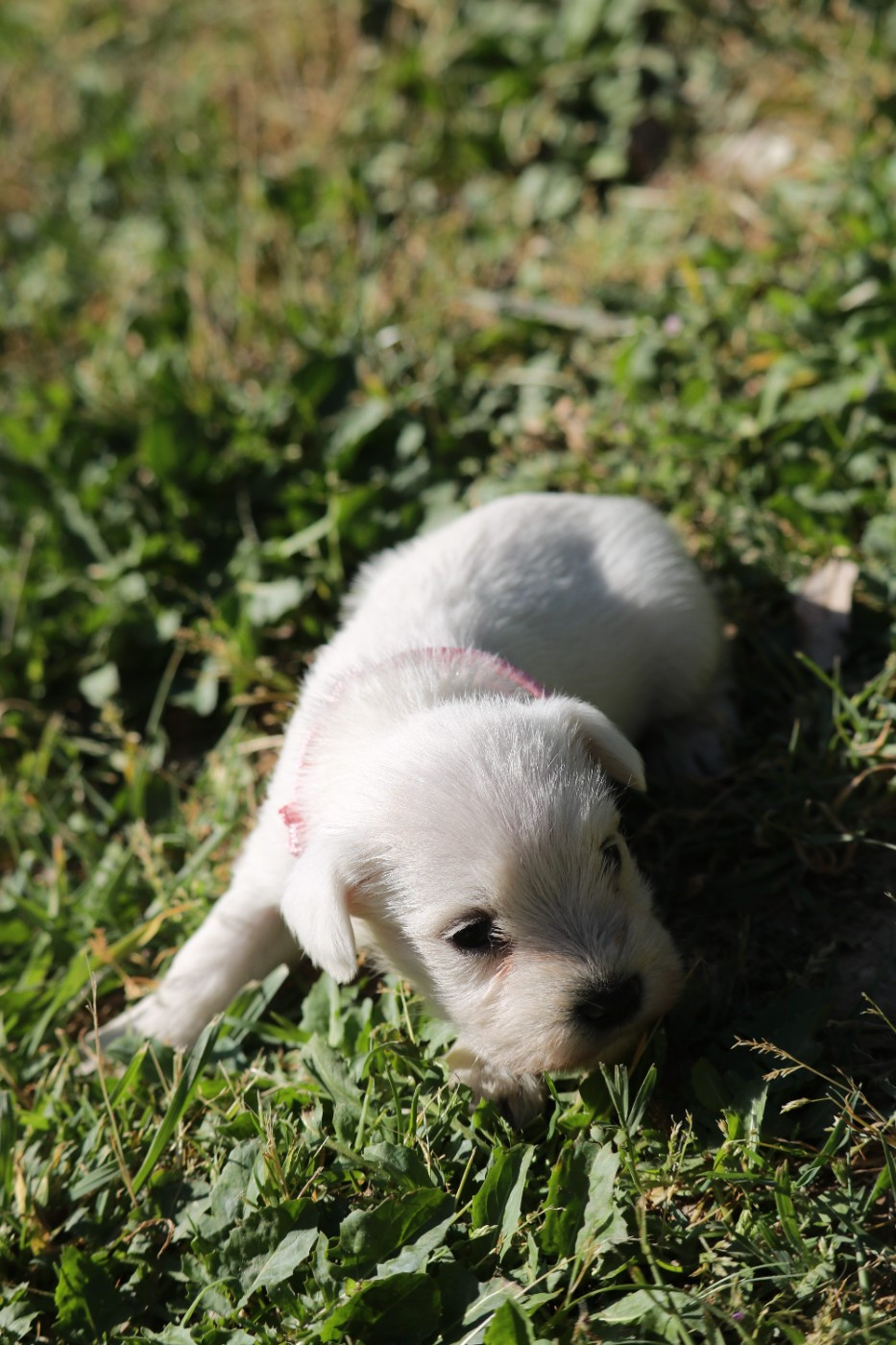 Du Royaume Des Titans - Chiots disponibles - Schnauzer miniature