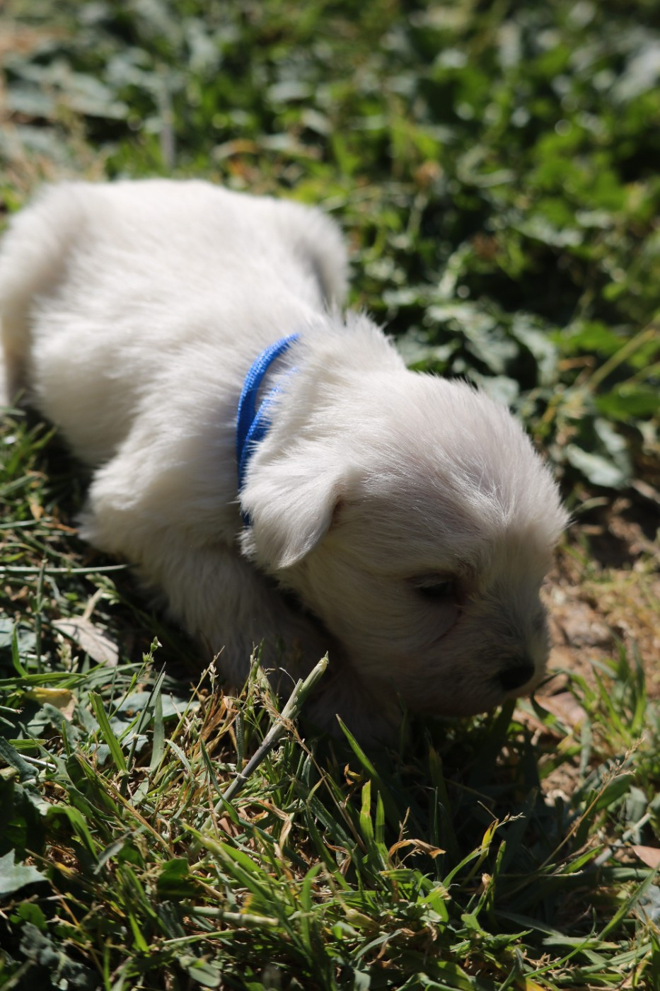 Du Royaume Des Titans - Chiots disponibles - Schnauzer miniature