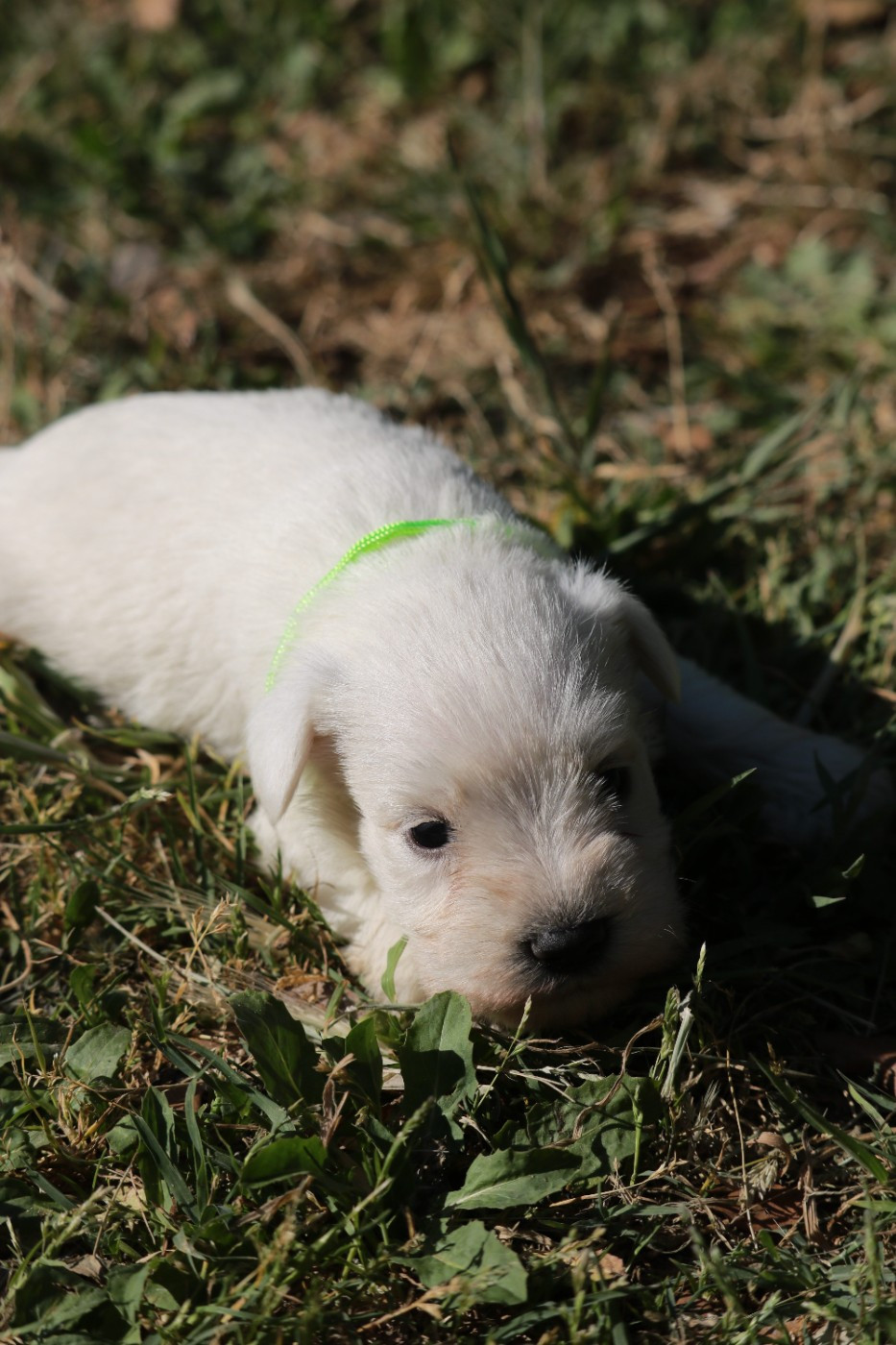 Du Royaume Des Titans - Chiots disponibles - Schnauzer miniature