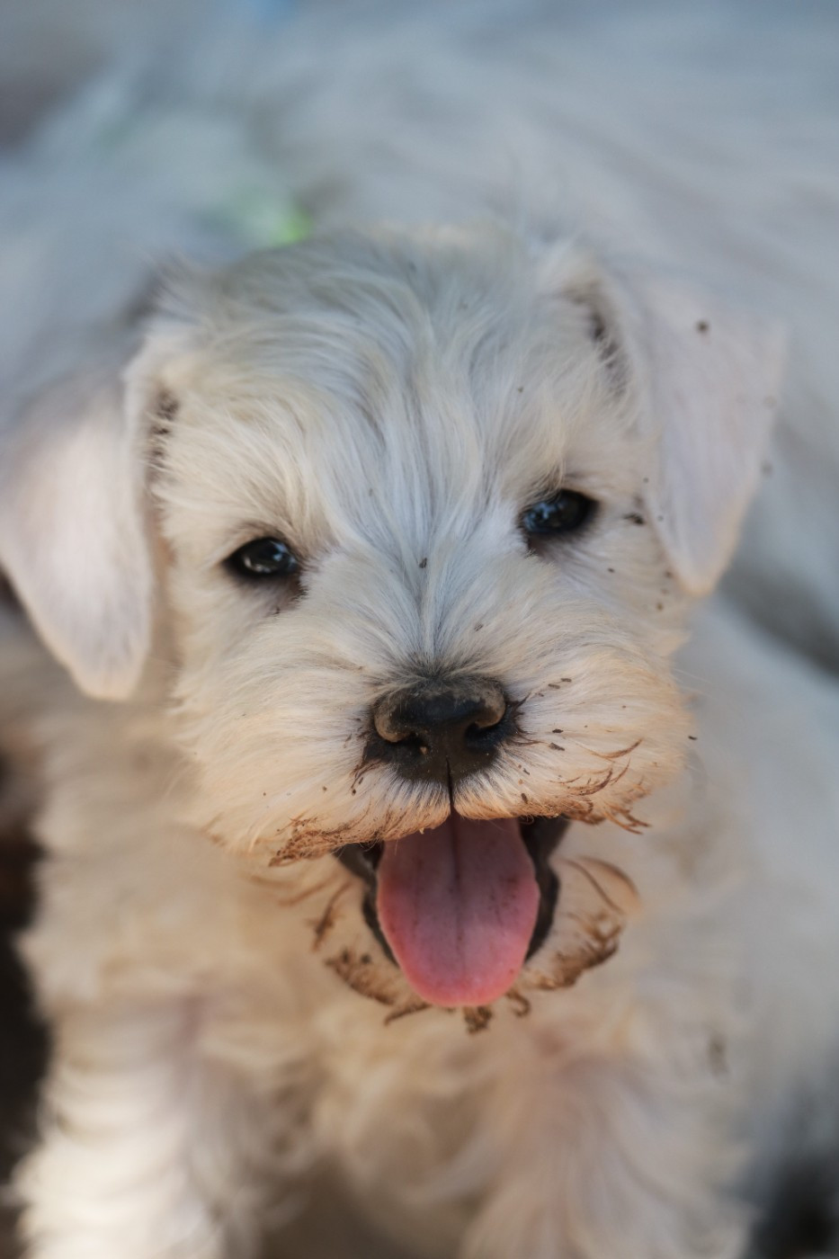 Du Royaume Des Titans - Chiots disponibles - Schnauzer miniature