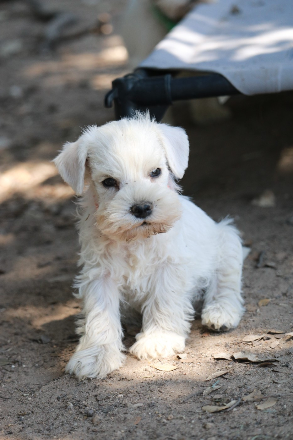 Du Royaume Des Titans - Chiots disponibles - Schnauzer miniature