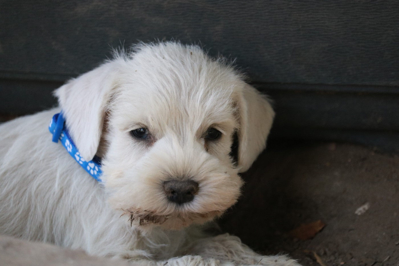 Du Royaume Des Titans - Chiots disponibles - Schnauzer miniature
