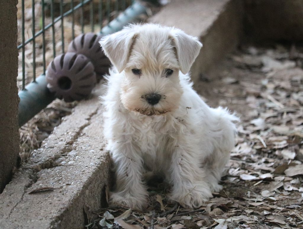 Du Royaume Des Titans - Chiots disponibles - Schnauzer miniature