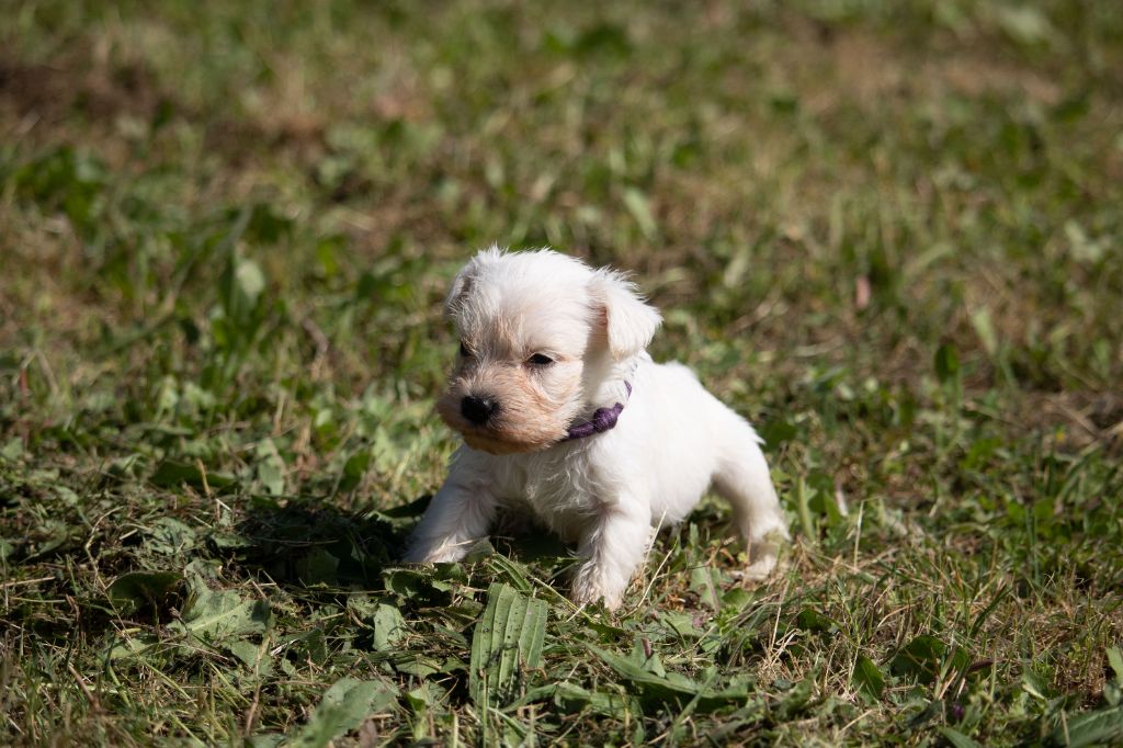 Du Royaume Des Titans - Chiots disponibles - Schnauzer miniature