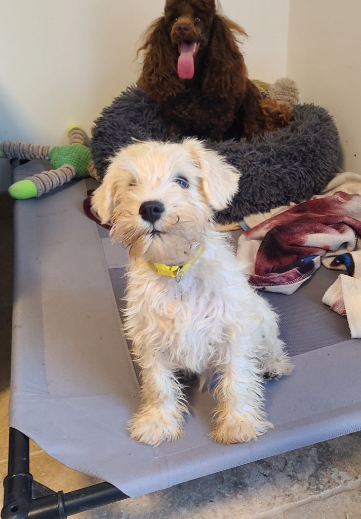 Du Royaume Des Titans - Chiots disponibles - Schnauzer miniature
