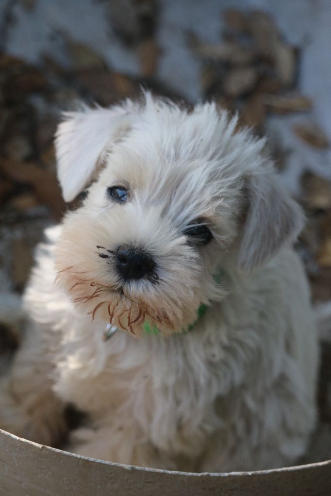 Du Royaume Des Titans - Chiots disponibles - Schnauzer miniature