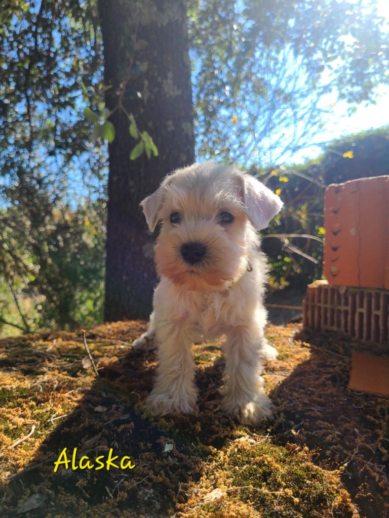 Du Royaume Des Titans - Chiots disponibles - Schnauzer miniature