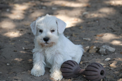 Bilbo