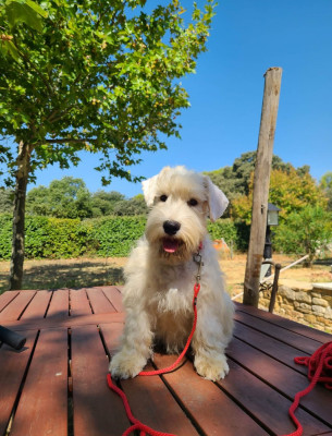 Biscuit