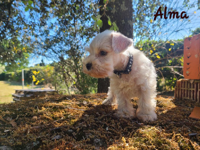 Alma