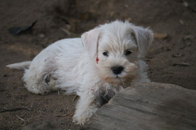 Amour de Willow