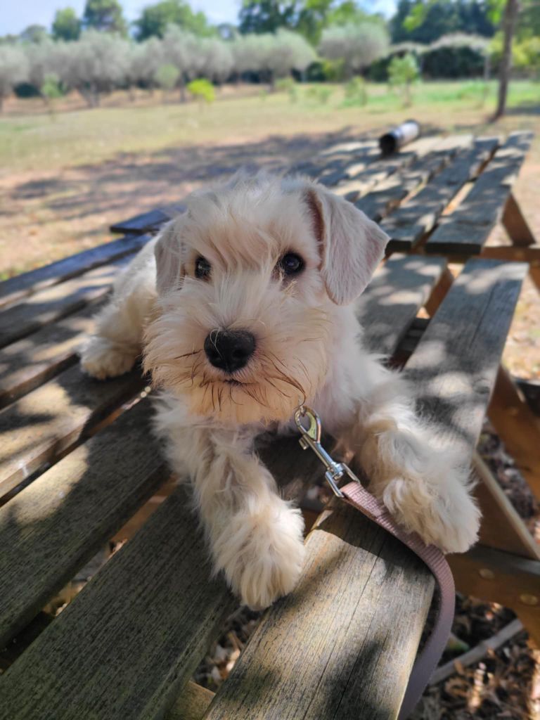 Du Royaume Des Titans - Chiots disponibles - Schnauzer miniature