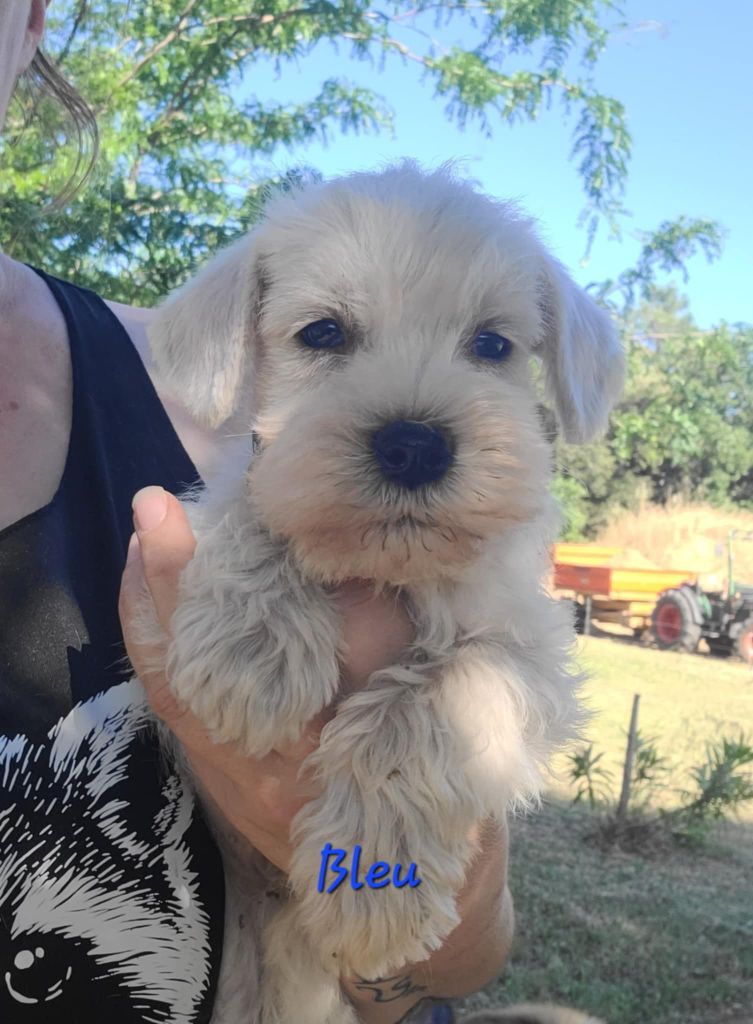 Du Royaume Des Titans - Chiots disponibles - Schnauzer miniature
