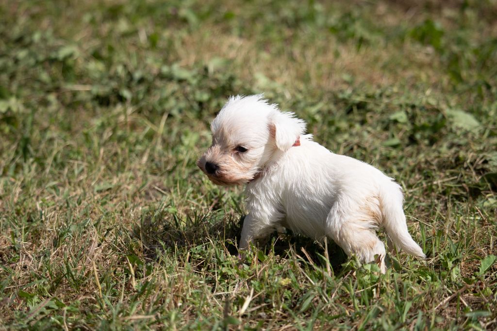 Du Royaume Des Titans - Chiots disponibles - Schnauzer miniature