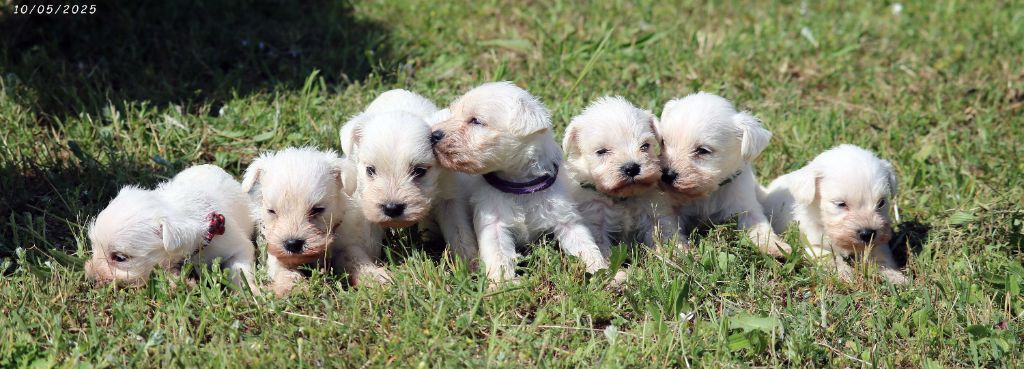 Du Royaume Des Titans - Schnauzer miniature - Portée née le 11/04/2025