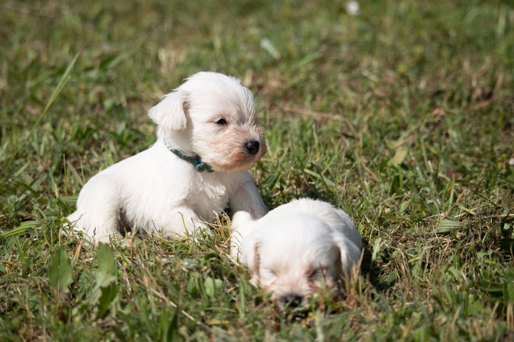 Du Royaume Des Titans - Chiots disponibles - Schnauzer miniature
