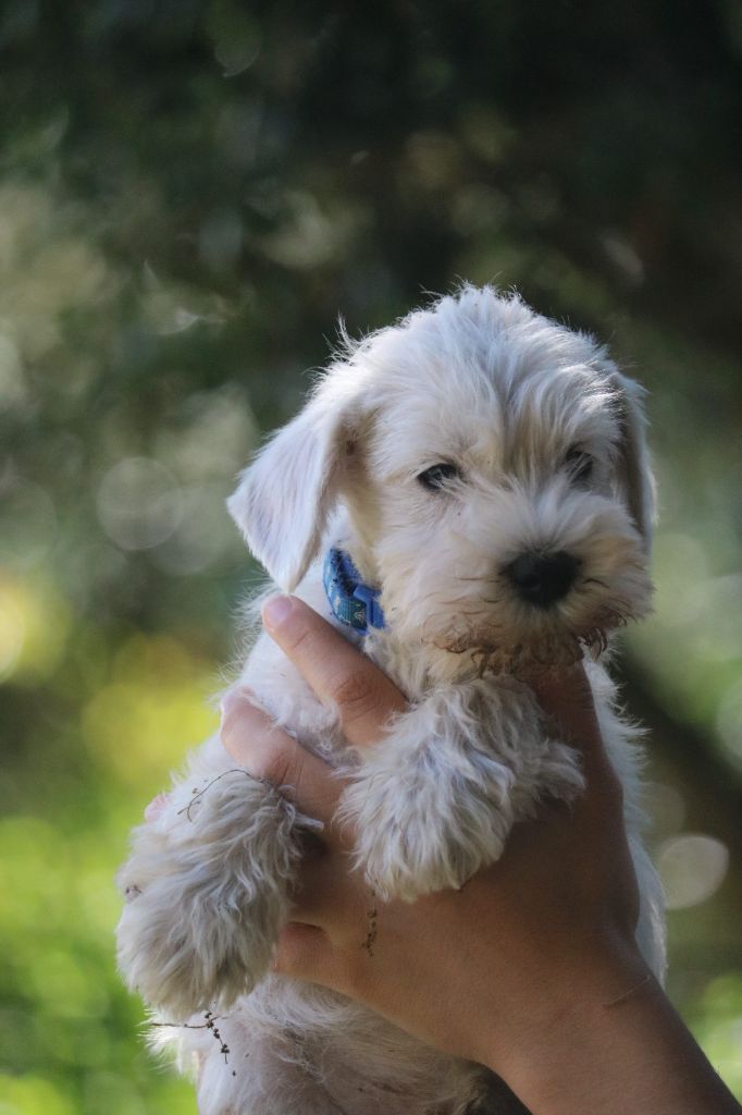 Du Royaume Des Titans - Chiots disponibles - Schnauzer miniature
